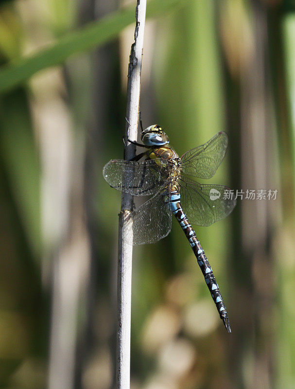 移徙小贩蜻蜓(Aeshna mixta)雄性